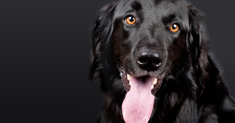 Aménager un coin repas pour le chien dans la cuisine : nos astuces pratiques