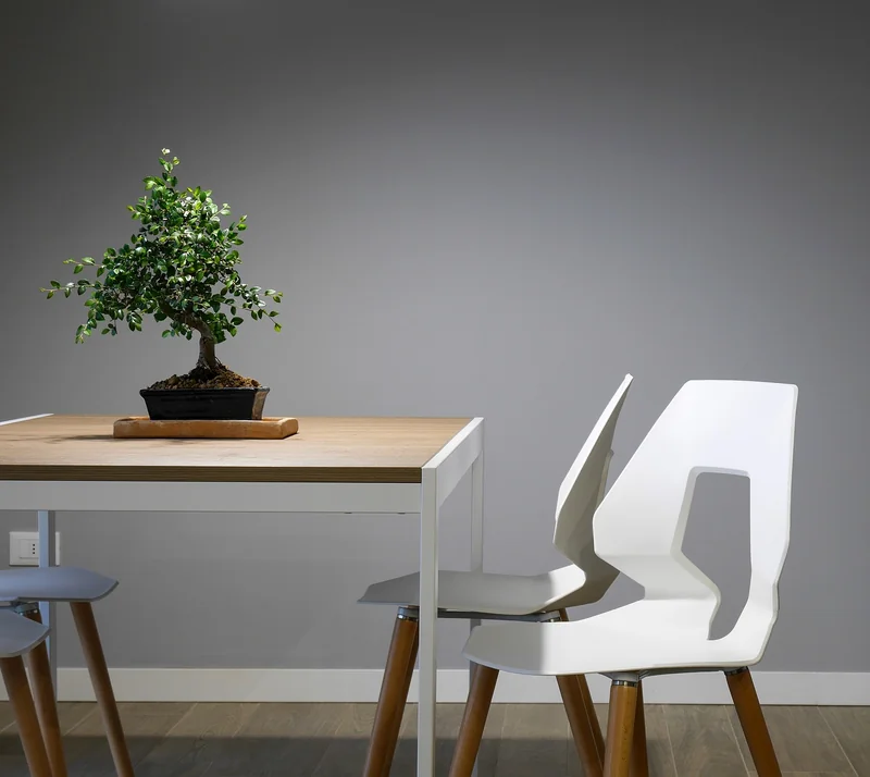 Quelles plantes choisir pour un mur intérieur ?